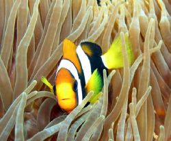 "Clownfis", Ningaloo Reef by Penny Murphy 
